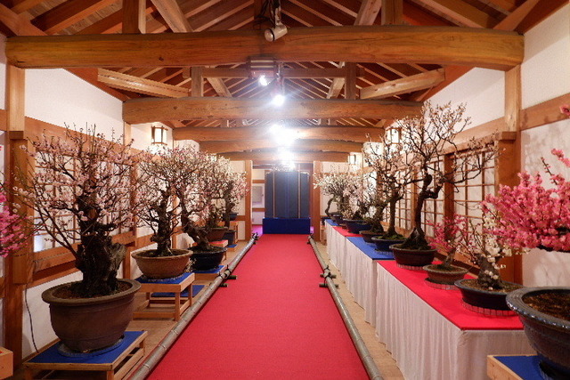 2023_0220２月２０日盆梅郡山城0062.JPG