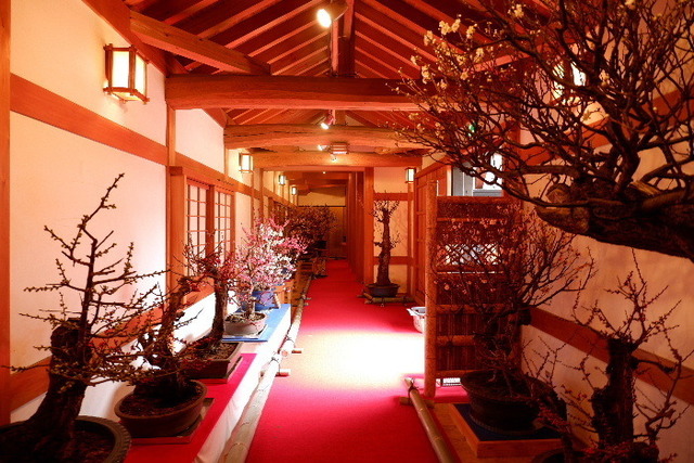 2023_0220２月２０日盆梅郡山城0067.JPG