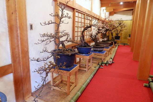 2023_0220２月２０日盆梅郡山城0070.JPG