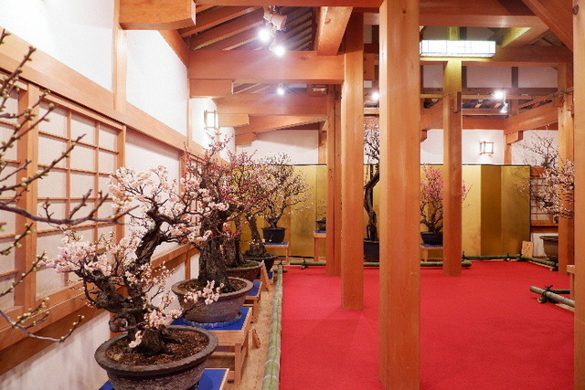 2023_0220２月２０日盆梅郡山城0072.JPG