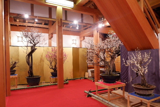 2023_0220２月２０日盆梅郡山城0073.JPG