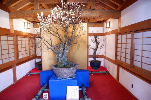 2023_0220２月２０日盆梅郡山城0089.JPG
