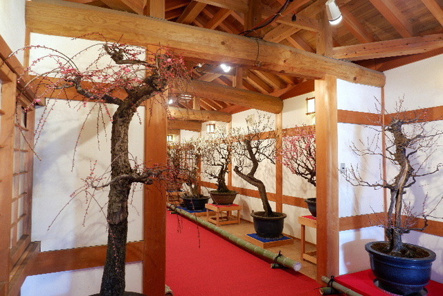 2023_0220２月２０日盆梅郡山城0090.JPG