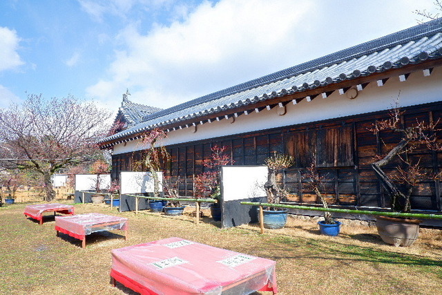2023_0220２月２０日盆梅郡山城0096.JPG