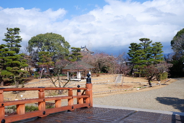 2023_0220２月２０日盆梅郡山城0117.JPG