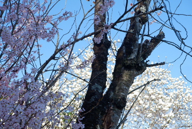 2023_0316３月１５日椿0005.JPG