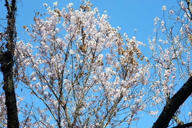2023_0316３月１５日椿0009.JPG