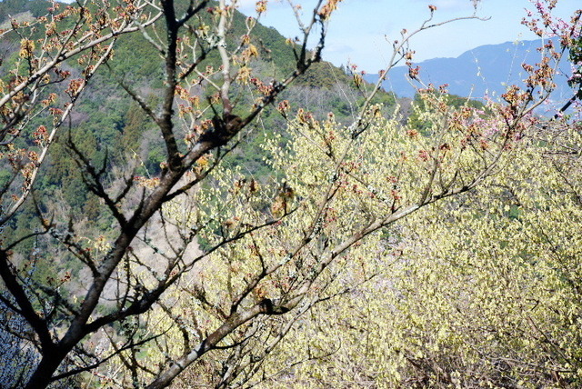 2023_0316３月１５日椿0013.JPG