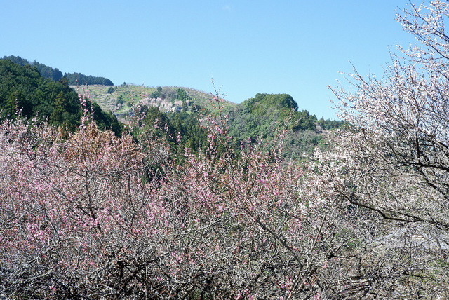 2023_0316３月１５日椿0014.JPG