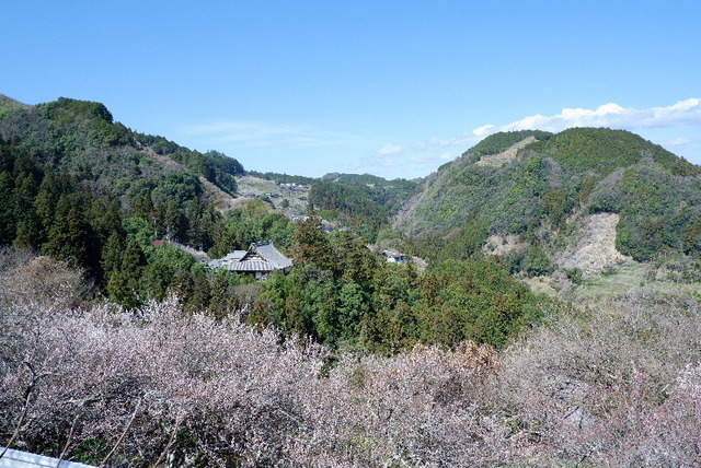 2023_0316３月１５日椿0020.JPG