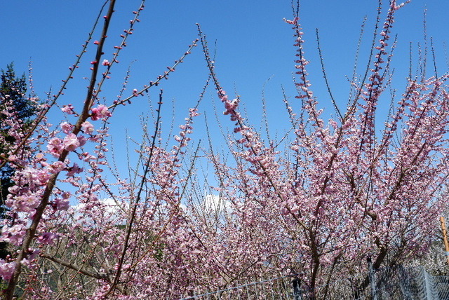 2023_0316３月１５日椿0030.JPG