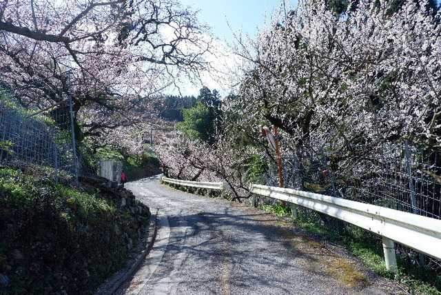 2023_0316３月１５日椿0031.JPG