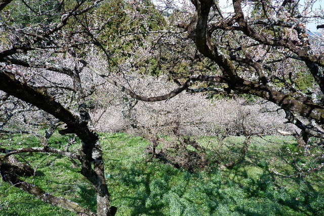 2023_0316３月１５日椿0033.JPG