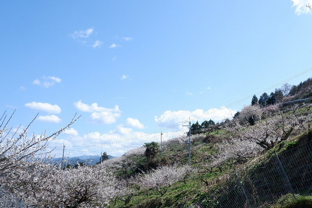 2023_0316３月１５日椿0038.JPG