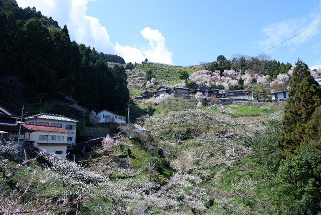 2023_0316３月１５日椿0043.JPG