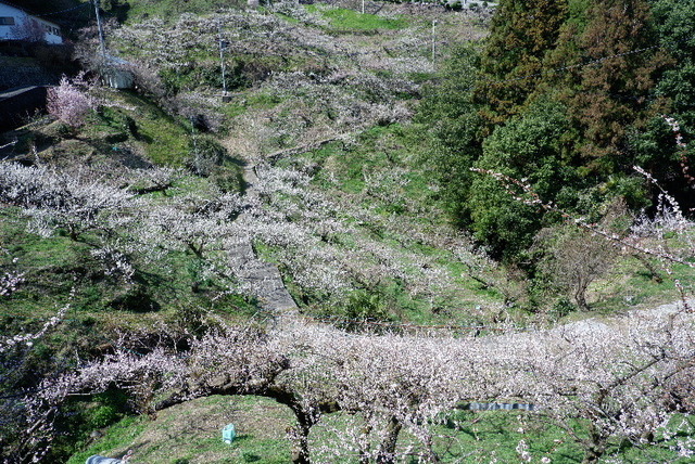 2023_0316３月１５日椿0046.JPG