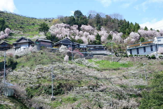 2023_0316３月１５日椿0049.JPG
