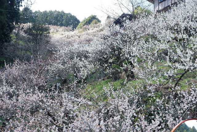 2023_0316３月１５日椿0052.JPG