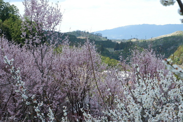 2023_0316３月１５日椿0054.JPG