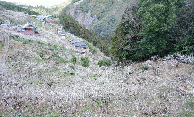 2023_0316３月１５日椿0056.JPG
