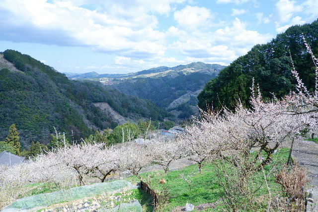 2023_0316３月１５日椿0058.JPG
