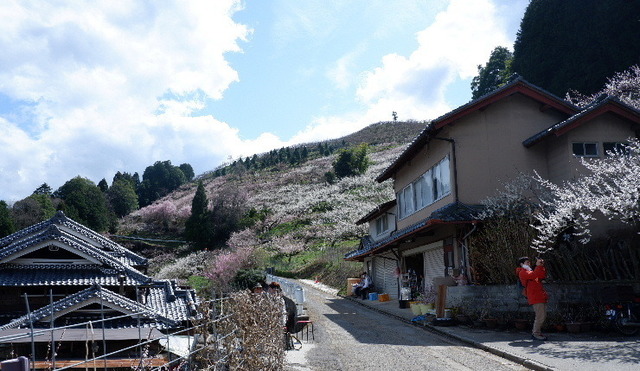 2023_0316３月１５日椿0063.JPG