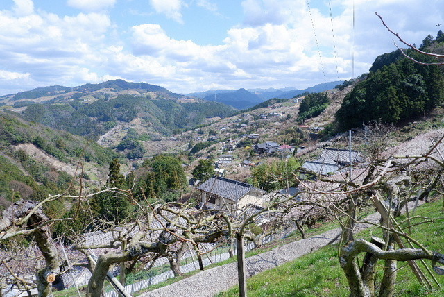 2023_0316３月１５日椿0069.JPG