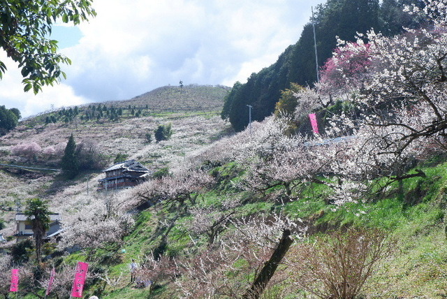 2023_0316３月１５日椿0078.JPG