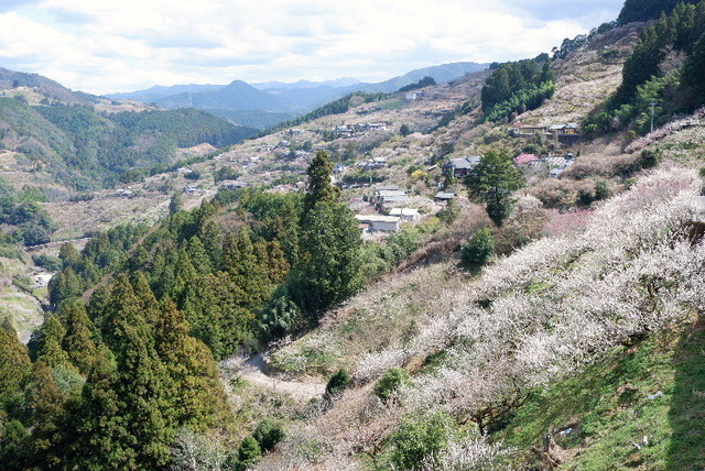 2023_0316３月１５日椿0081.JPG