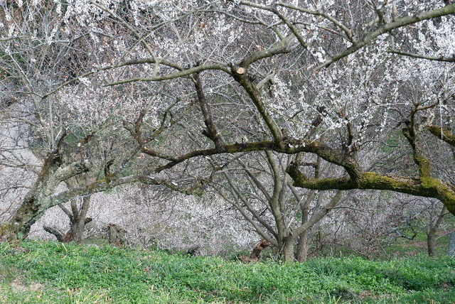 2023_0316３月１５日椿0091.JPG