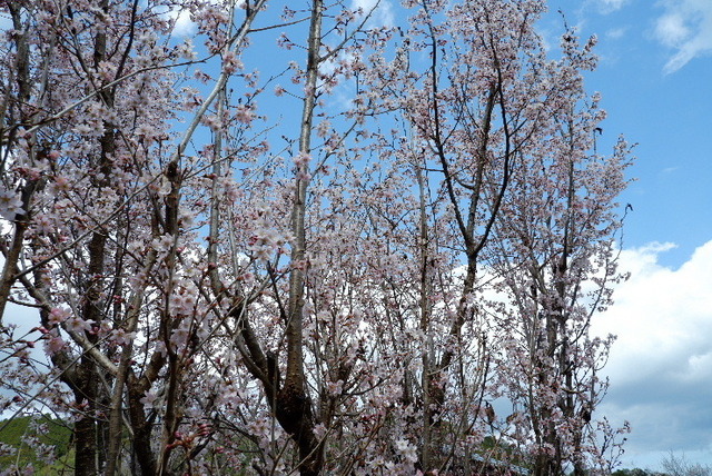 2023_0316３月１５日椿0092.JPG