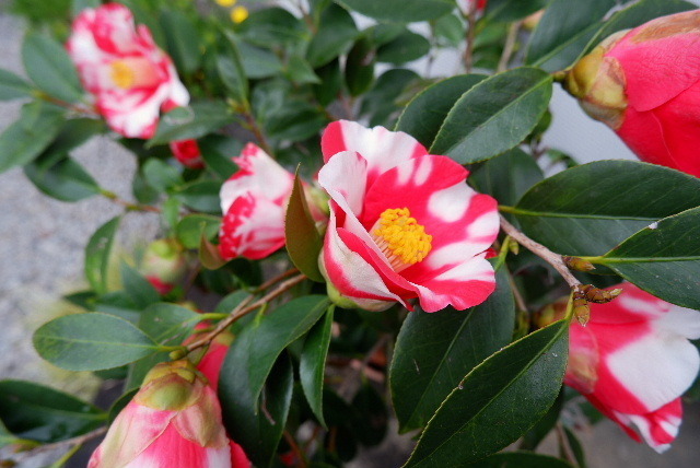 2023_0324３月24niti0021.JPG