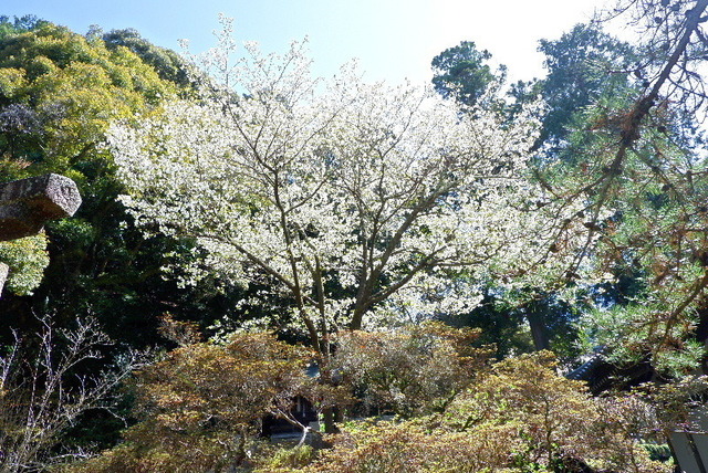 2023_0328３月２８日弘川寺桜0026.JPG