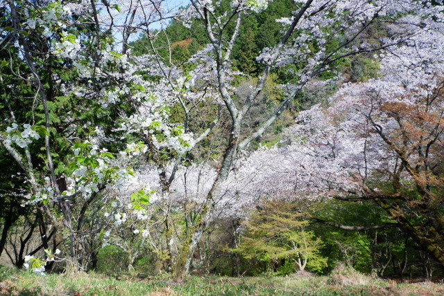 2023_0328３月２８日弘川寺桜0055.JPG