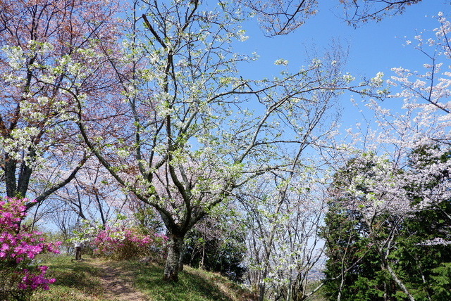 2023_0328３月２８日弘川寺桜0066.JPG