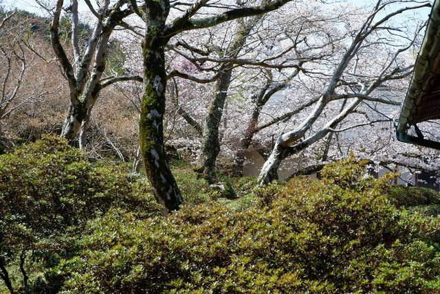 2023_0328３月２８日弘川寺桜0111.JPG