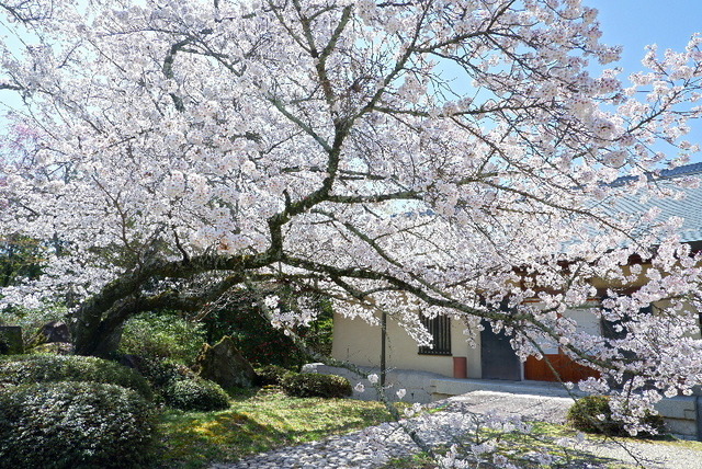 2023_0328３月２８日弘川寺桜0122.JPG