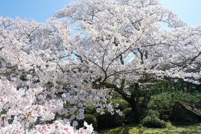 2023_0328３月２８日弘川寺桜0126.JPG