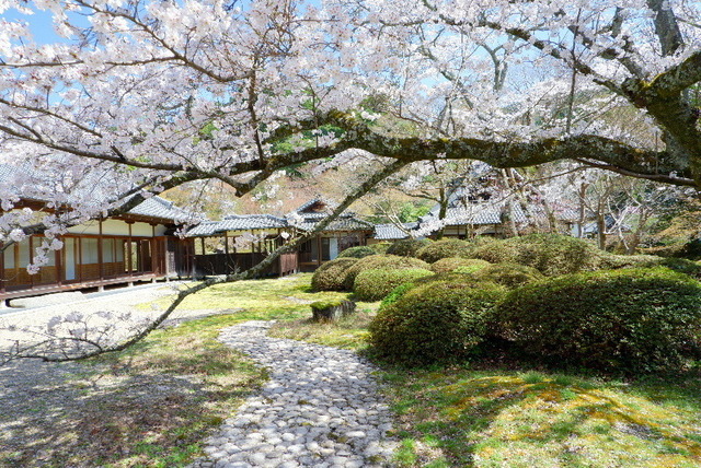2023_0328３月２８日弘川寺桜0130.JPG
