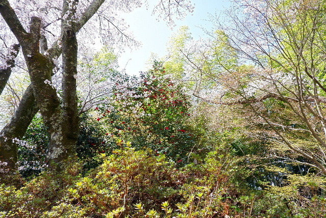 2023_0328３月２８日弘川寺桜0157.JPG