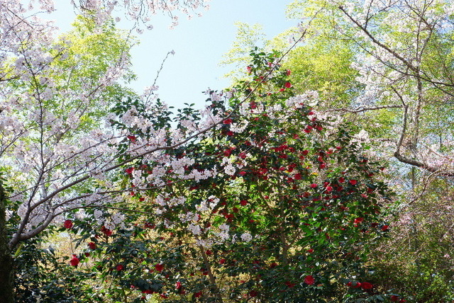 2023_0328３月２８日弘川寺桜0158.JPG