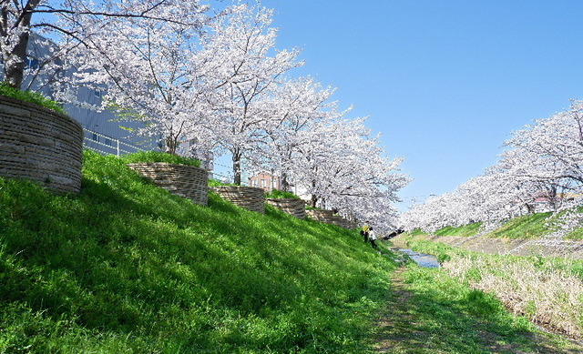 2023_0330３月30日佐保川0009.JPG
