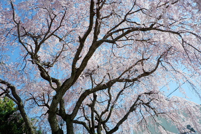 2023_0330３月30日佐保川0031.JPG