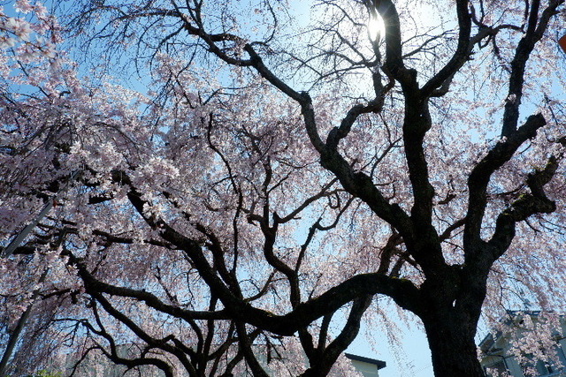 2023_0330３月30日佐保川0035.JPG