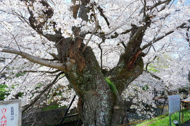 2023_0330３月30日佐保川0042.JPG