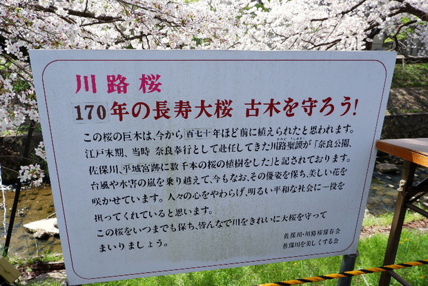 2023_0330３月30日佐保川0044.JPG