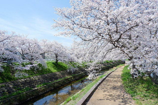 2023_0330３月30日佐保川0056.JPG