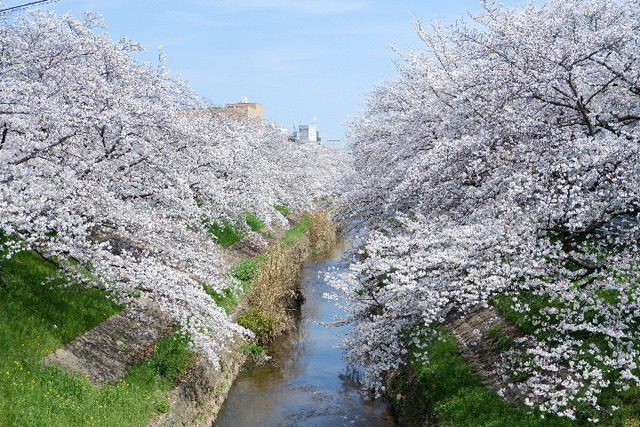 2023_0330３月30日佐保川0063.JPG