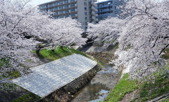 2023_0330３月30日佐保川0064.JPG