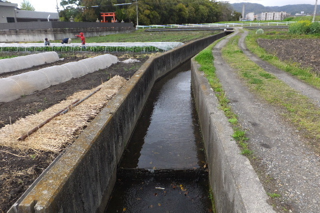 2023_0408奈良イチゴ0022.JPG